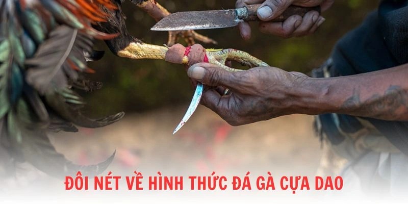 Tổng quan về hình thức đấu cựa dao